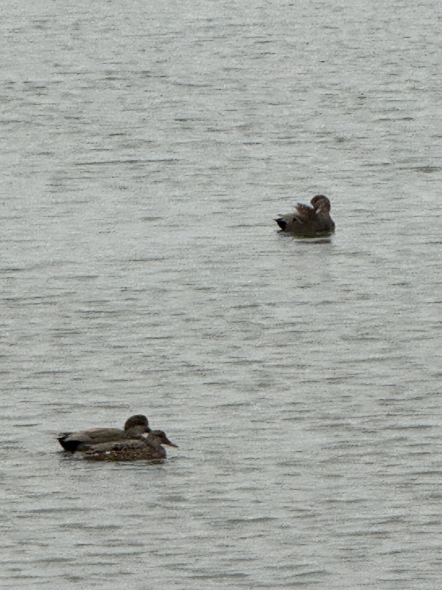 Gadwall - ML645669650