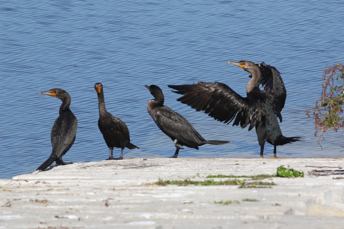 Double-crested Cormorant - ML645669655