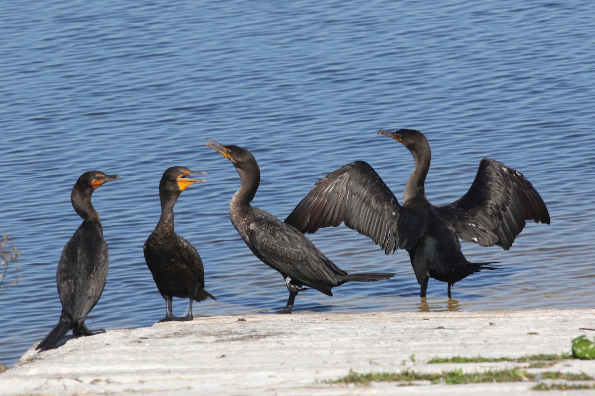 Double-crested Cormorant - ML645669656