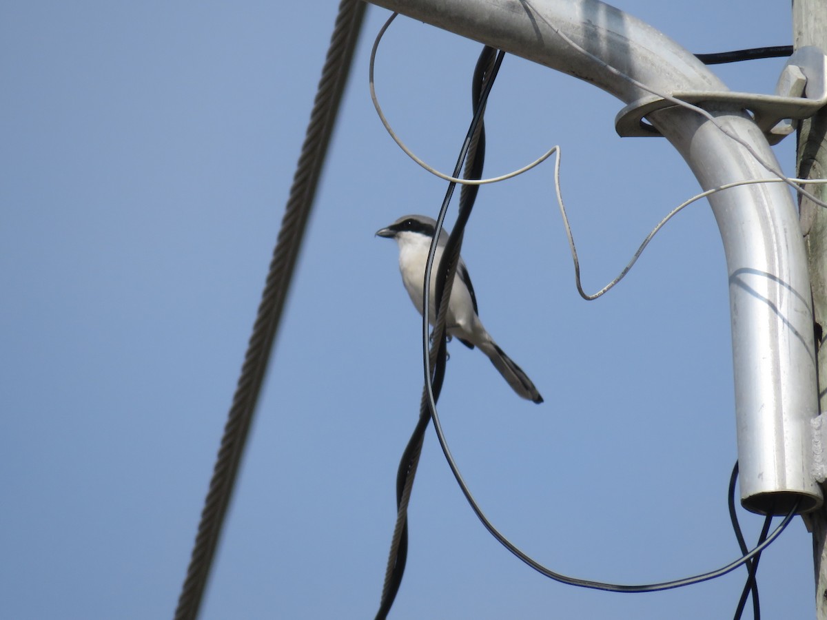 Loggerhead Shrike - ML645669658