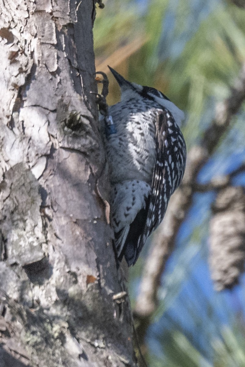 Red-cockaded Woodpecker - ML645669669