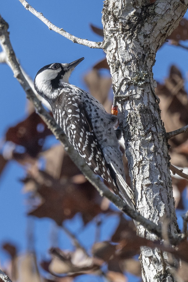Red-cockaded Woodpecker - ML645669670