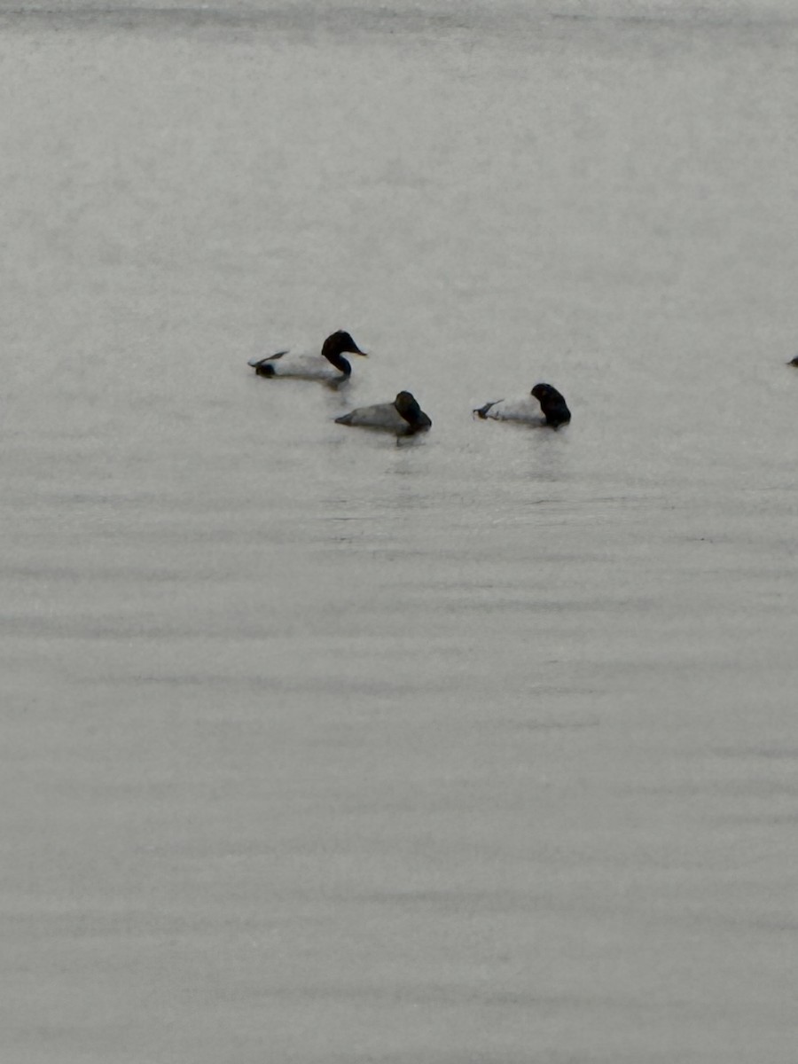 Canvasback - ML645669677