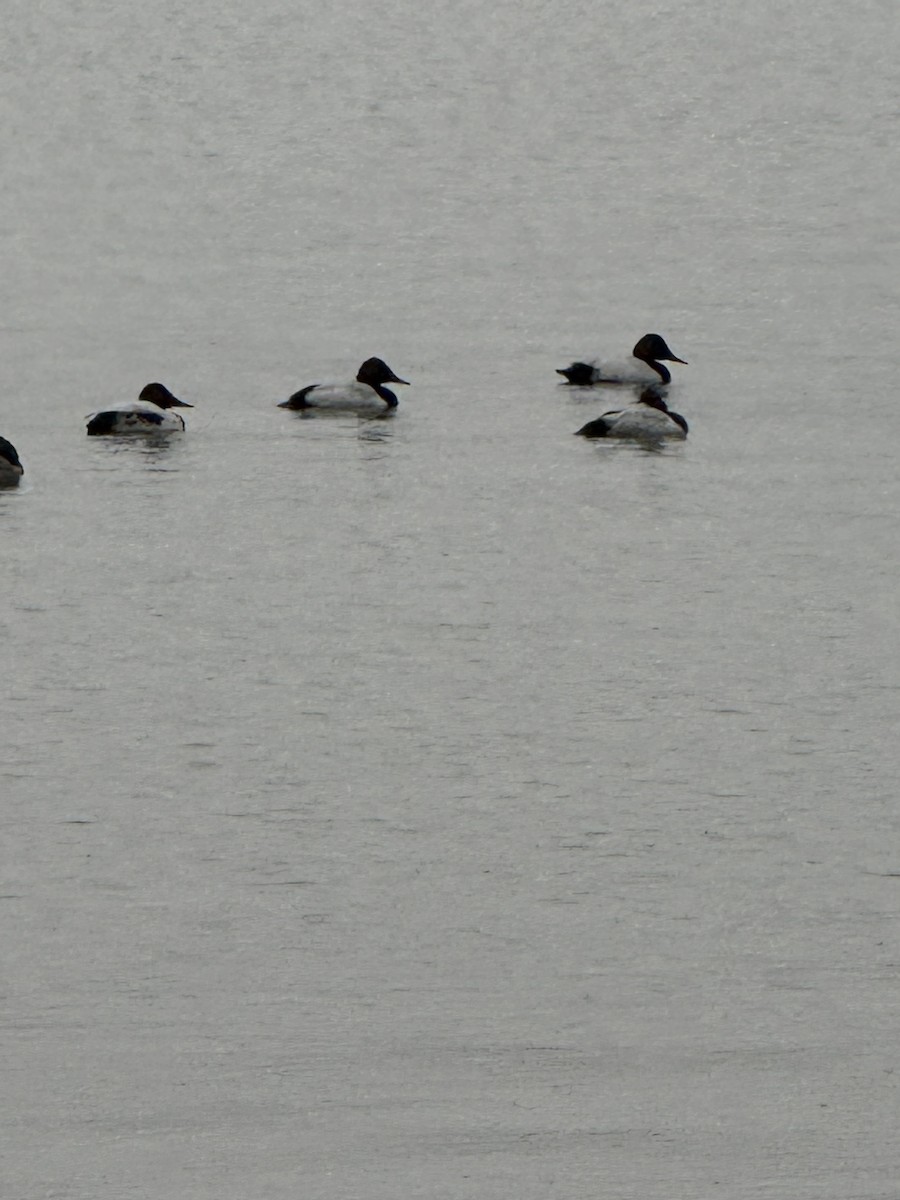 Canvasback - ML645669678