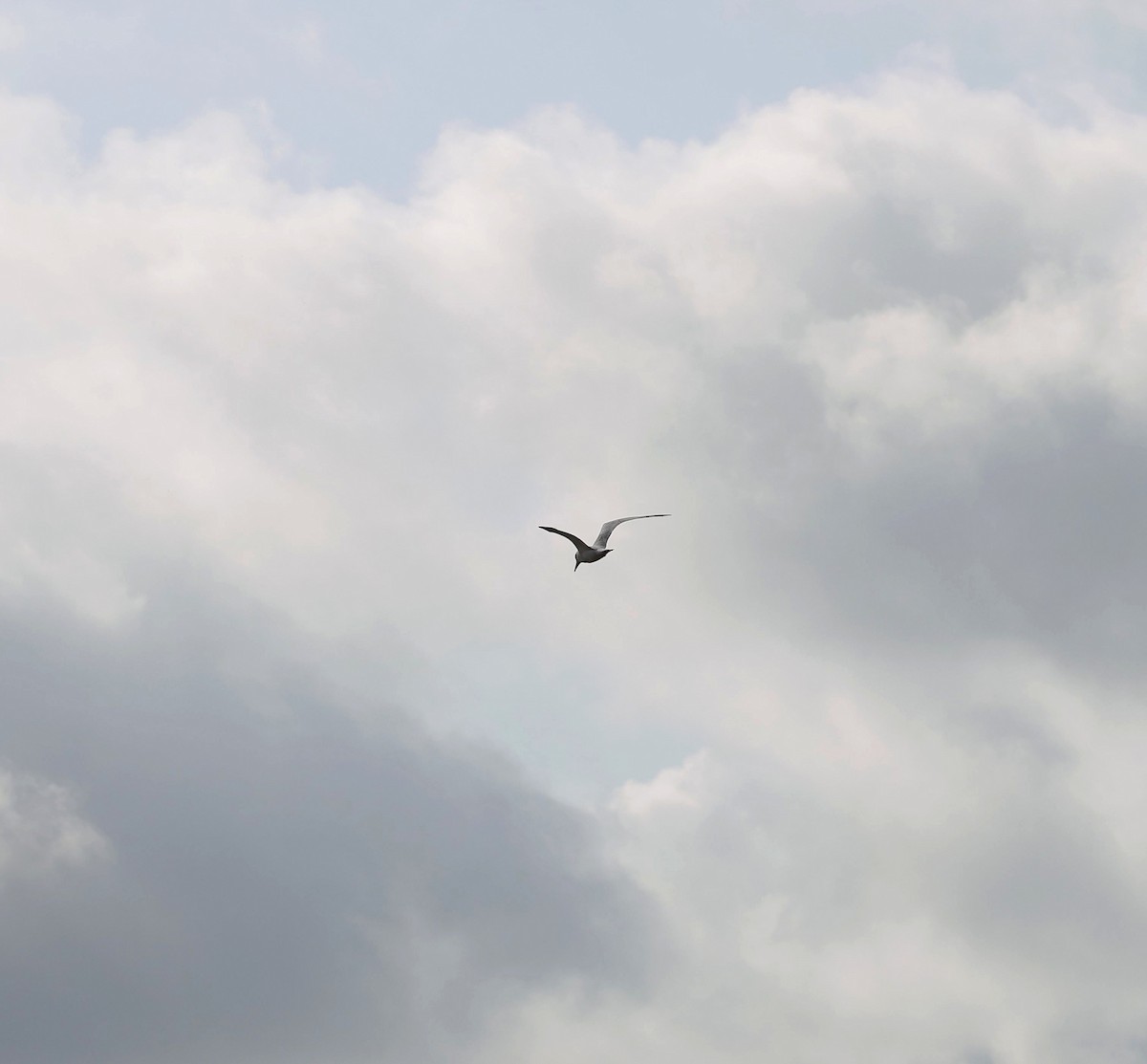 Gull-billed Tern - ML645669683