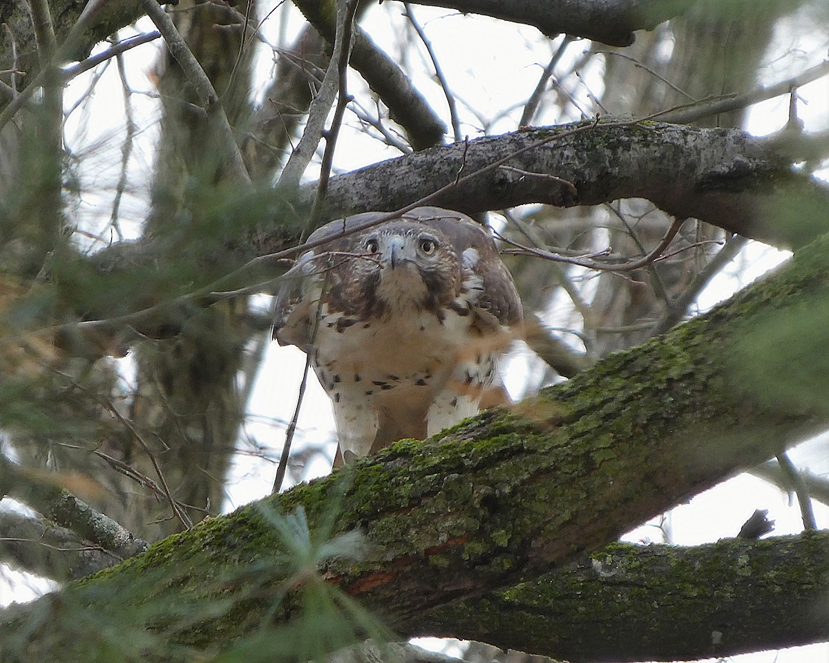 Red-tailed Hawk - ML645669698
