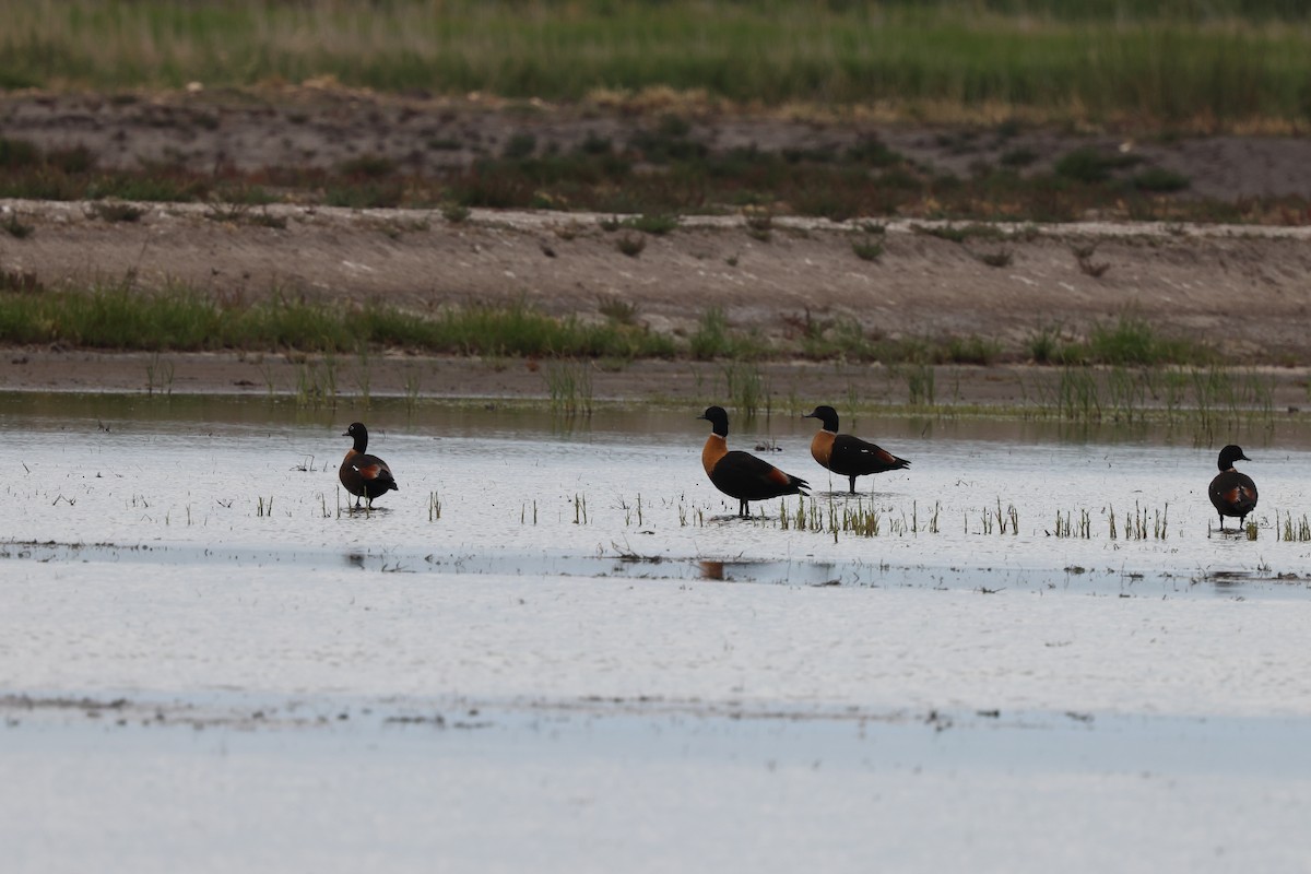 Australian Shelduck - ML645669699