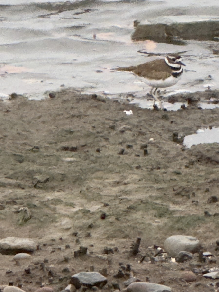 Killdeer - ML645669703