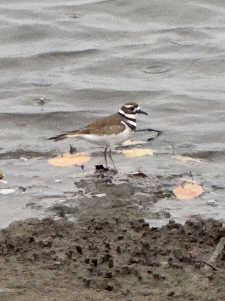 Killdeer - ML645669704