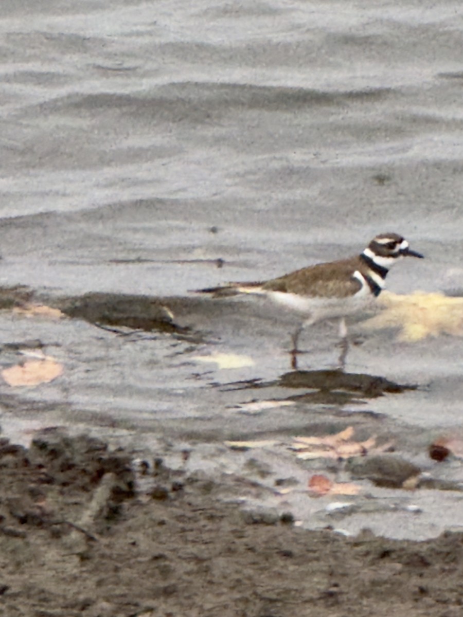 Killdeer - ML645669705