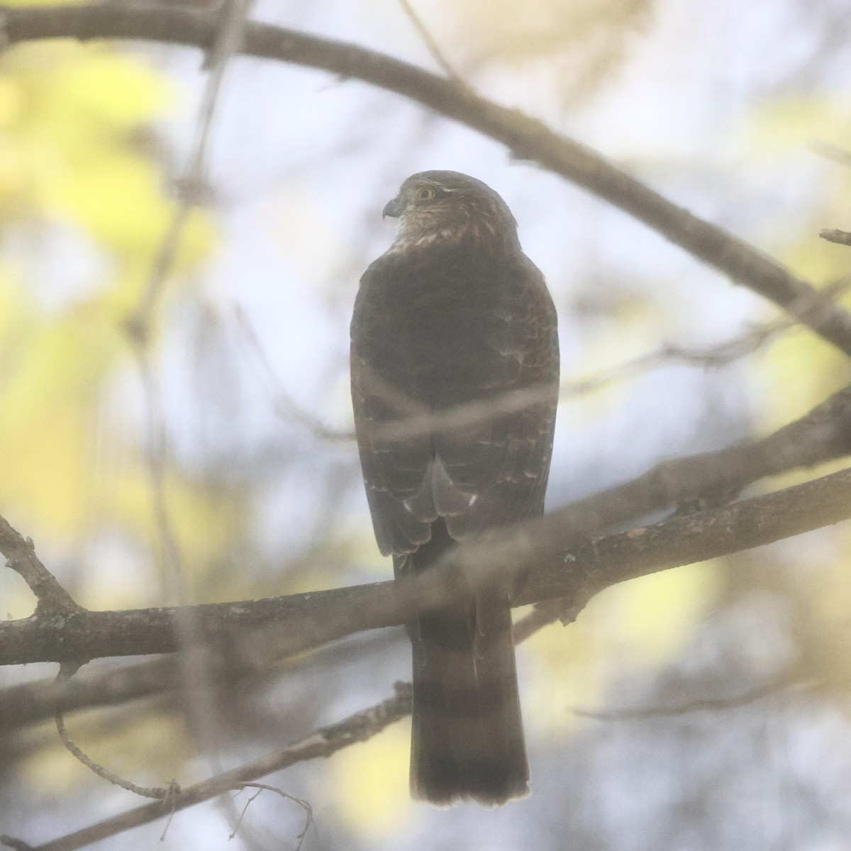 krahujec americký - ML645669706