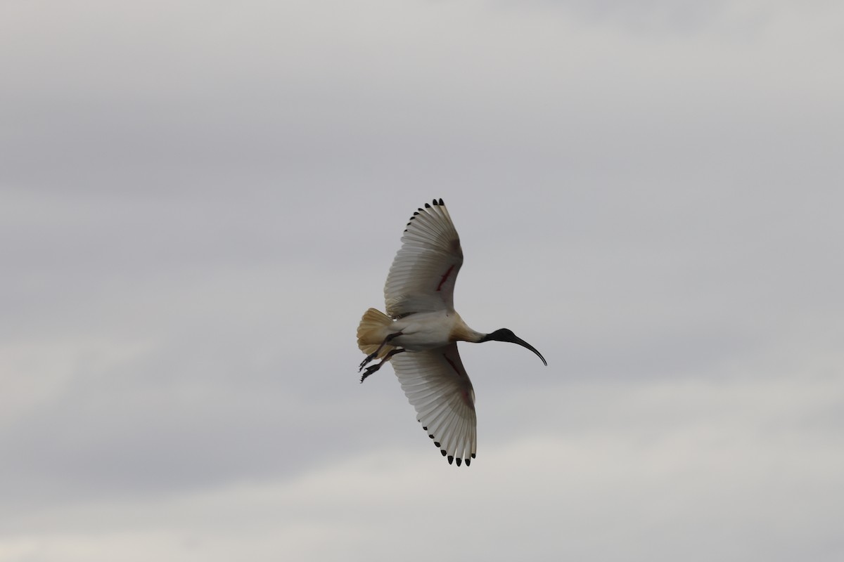 Australian Ibis - ML645669723