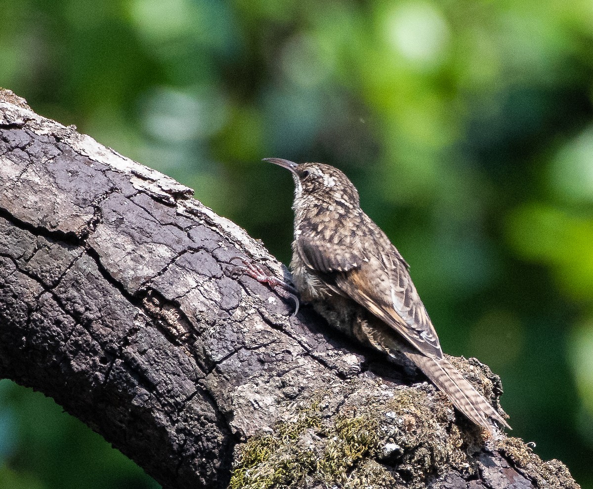 Bar-tailed Treecreeper - ML645669729