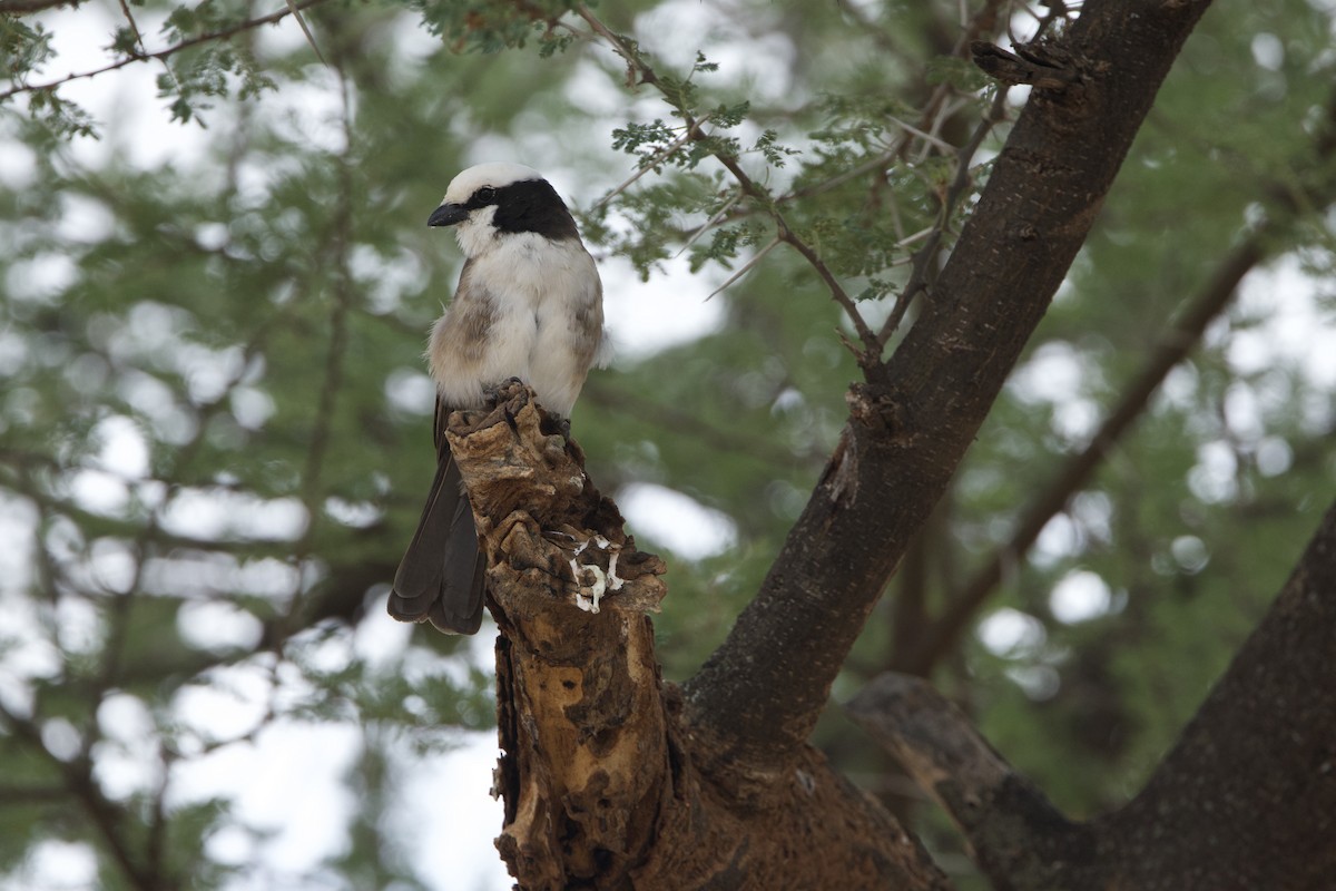 White-rumped Shrike - ML645669740