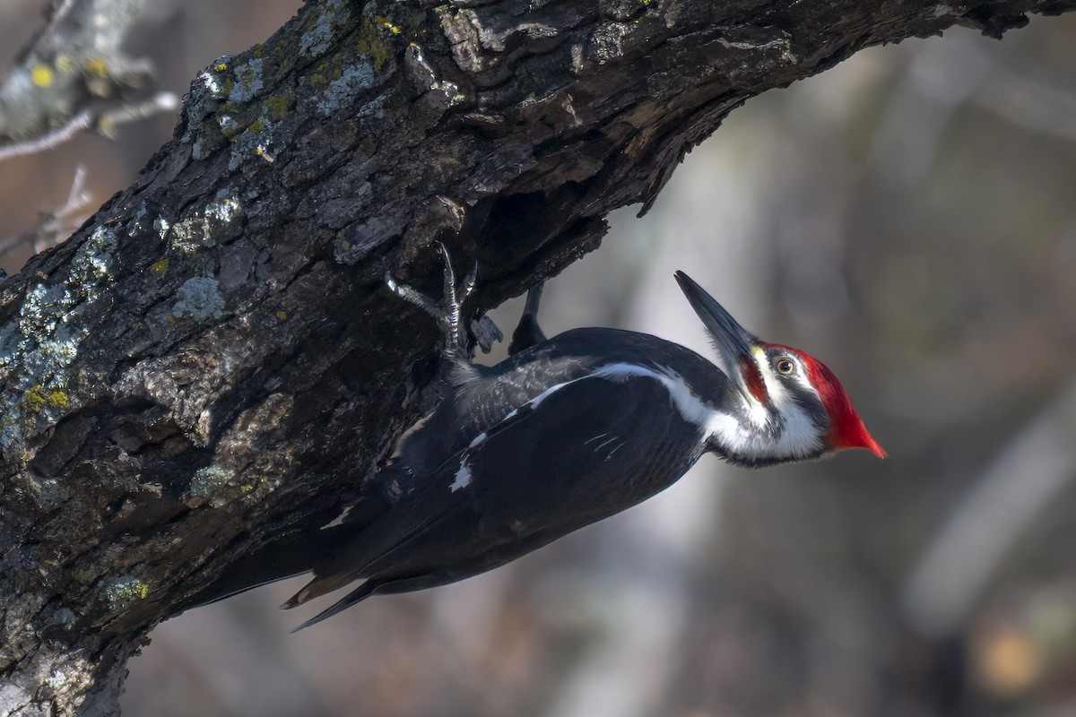 Pileated Woodpecker - ML645669742