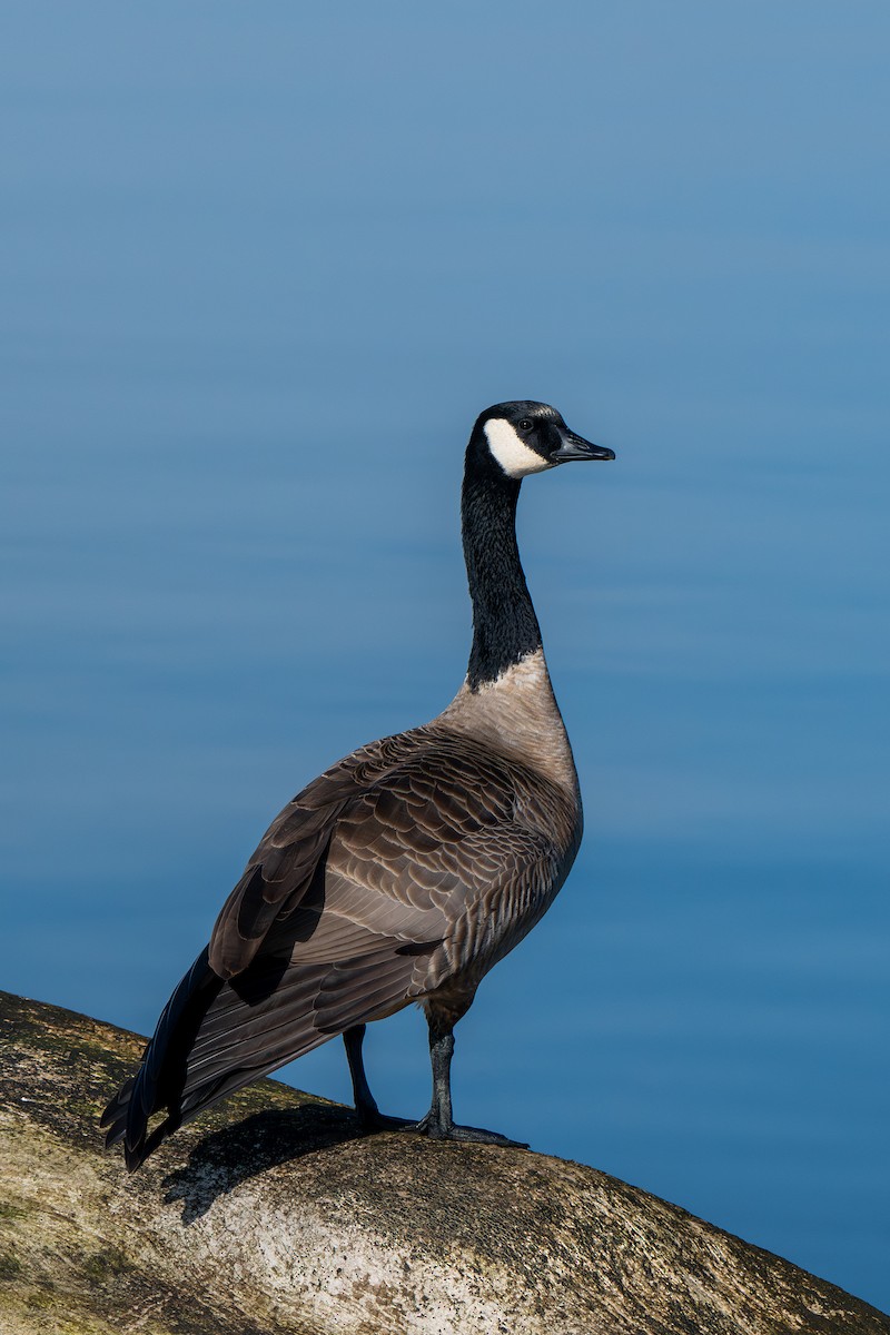 Canada Goose - ML645669755