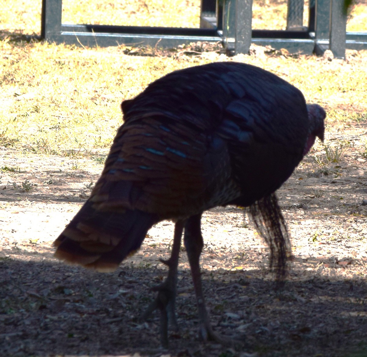Wild Turkey - ML645669763