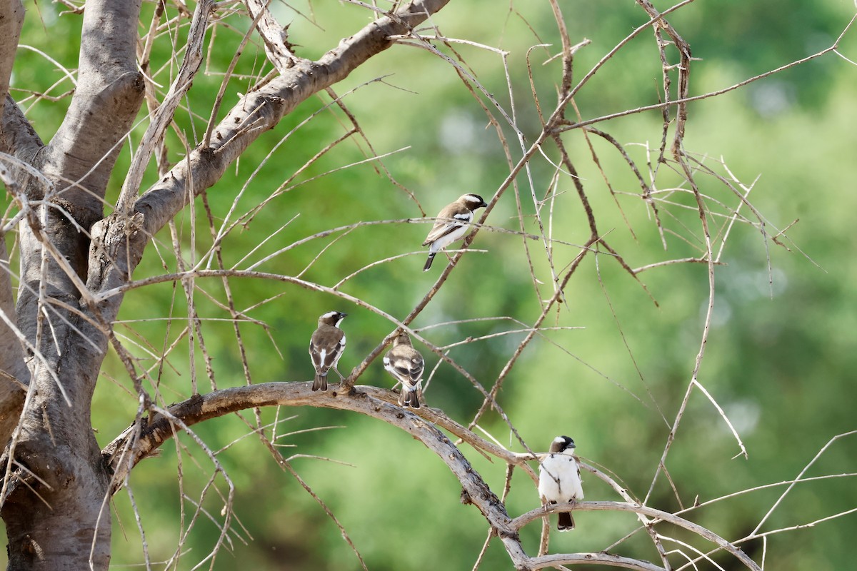 White-browed Sparrow-Weaver - ML645669764