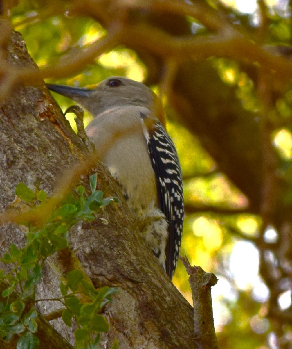 Golden-fronted Woodpecker - ML645669767