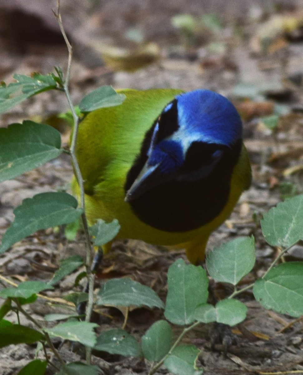 Geai vert - ML645669773