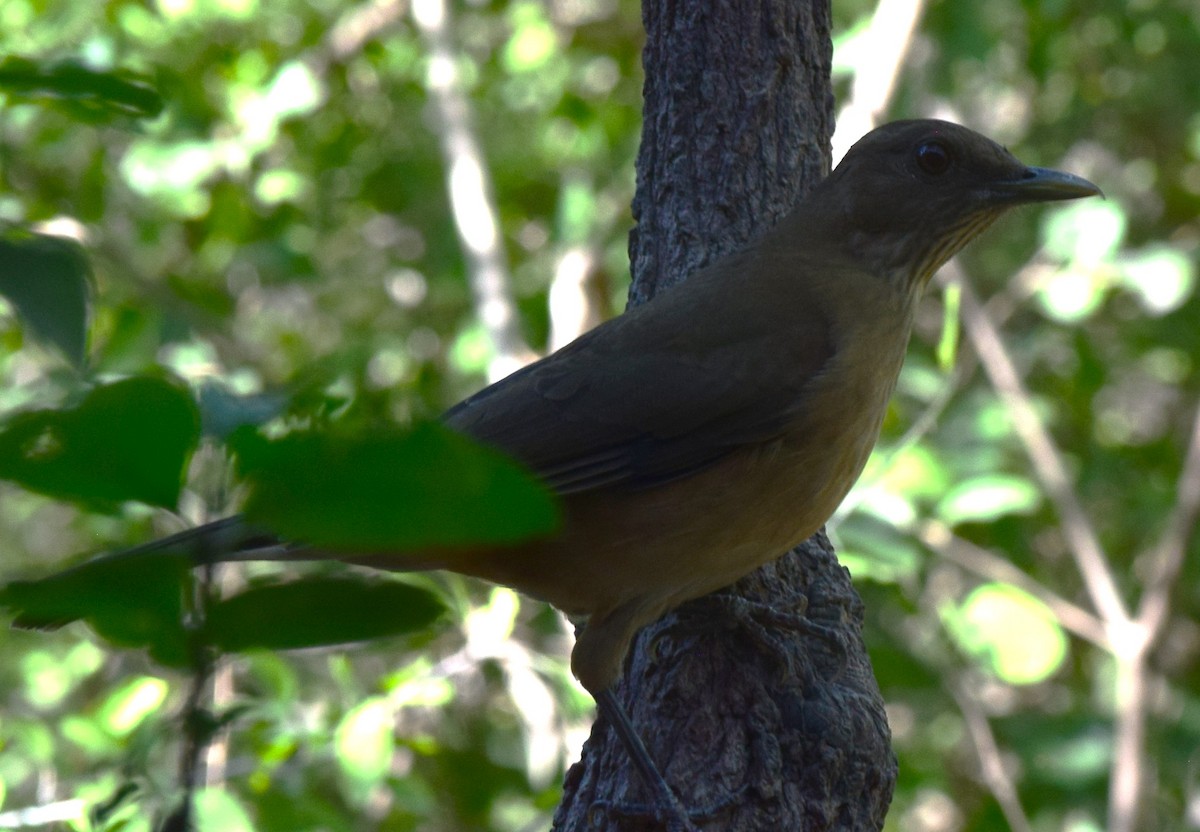 Merle fauve - ML645669778