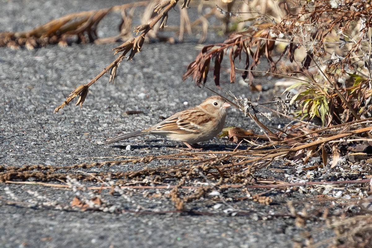 Field Sparrow - ML645669781