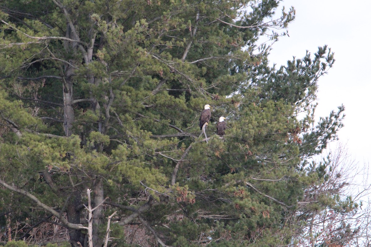 Bald Eagle - ML645669784
