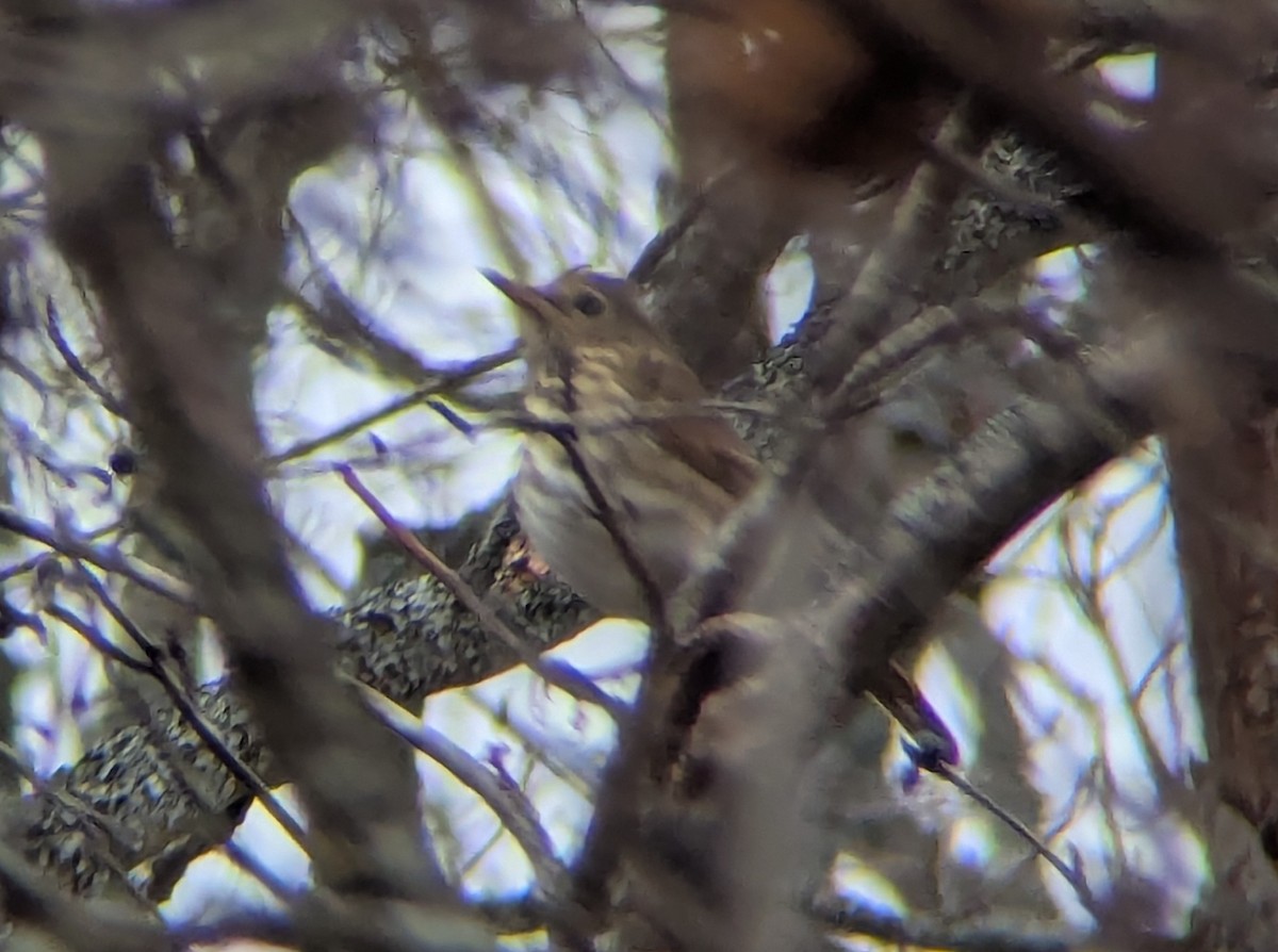 drozd rezavoocasý - ML645669793