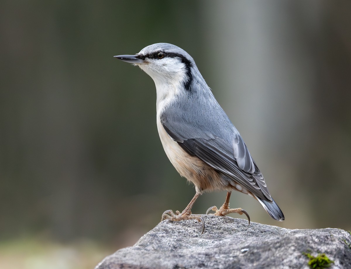 Garrapo eurasiarra - ML645669796