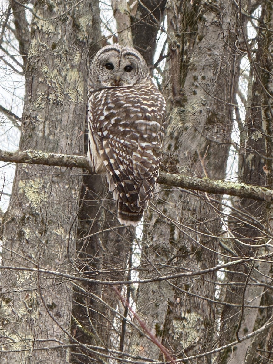 Barred Owl - ML645669801
