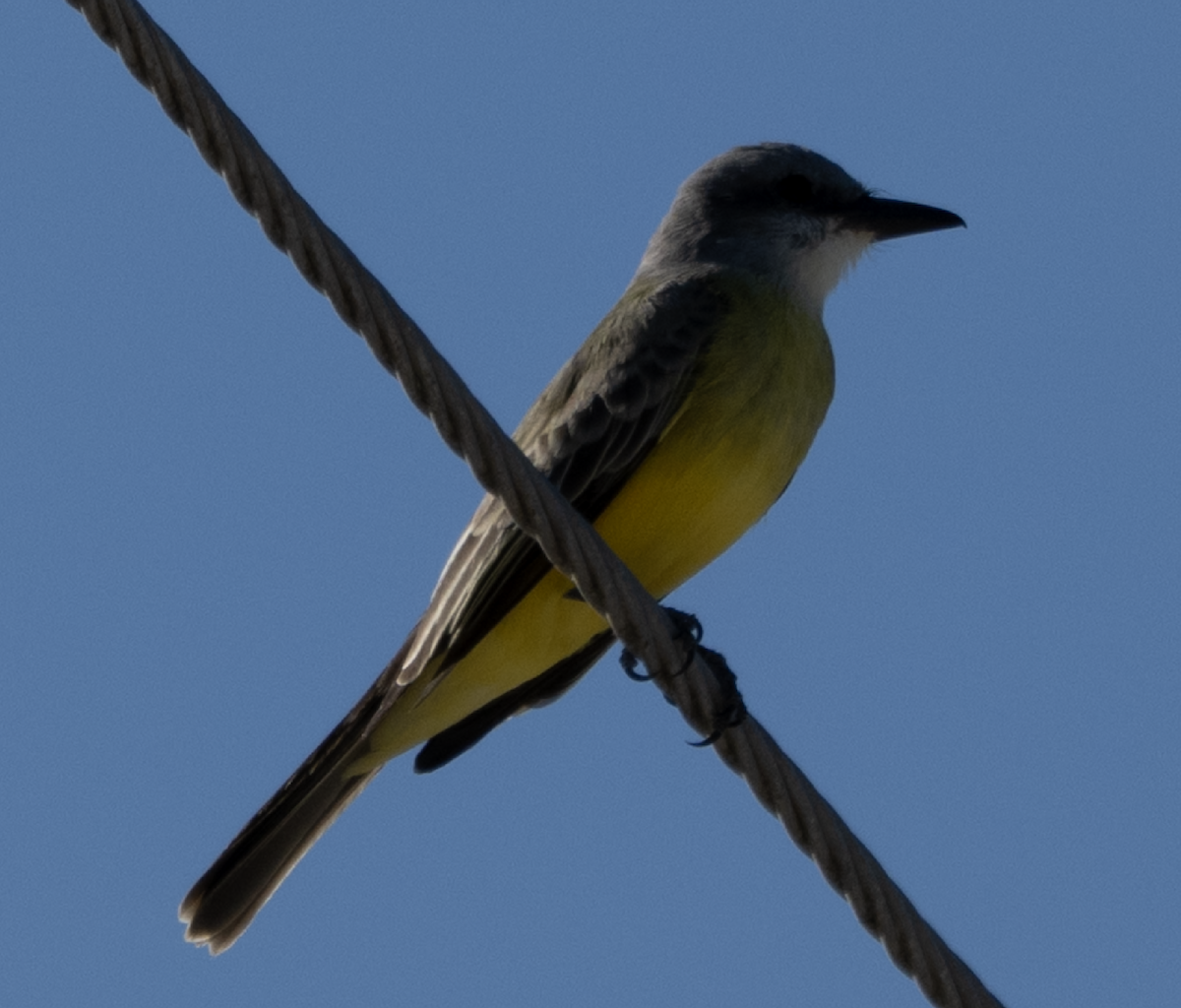 Tropical Kingbird - ML645669807