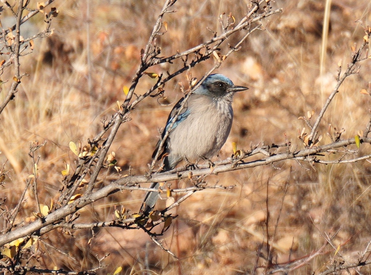 sojka vnitrozemská - ML645669808