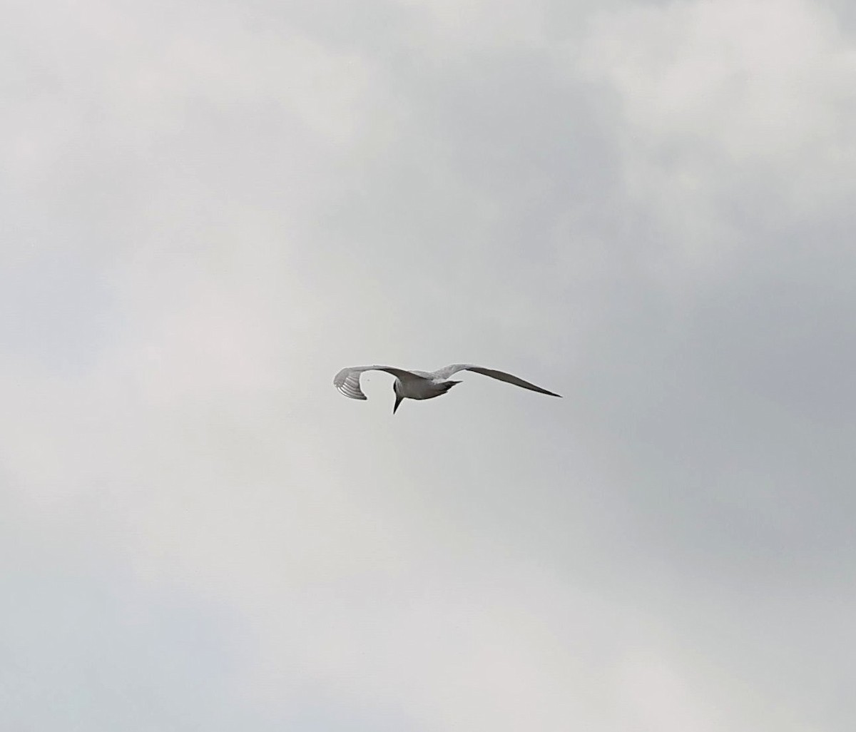 Gull-billed Tern - ML645669809