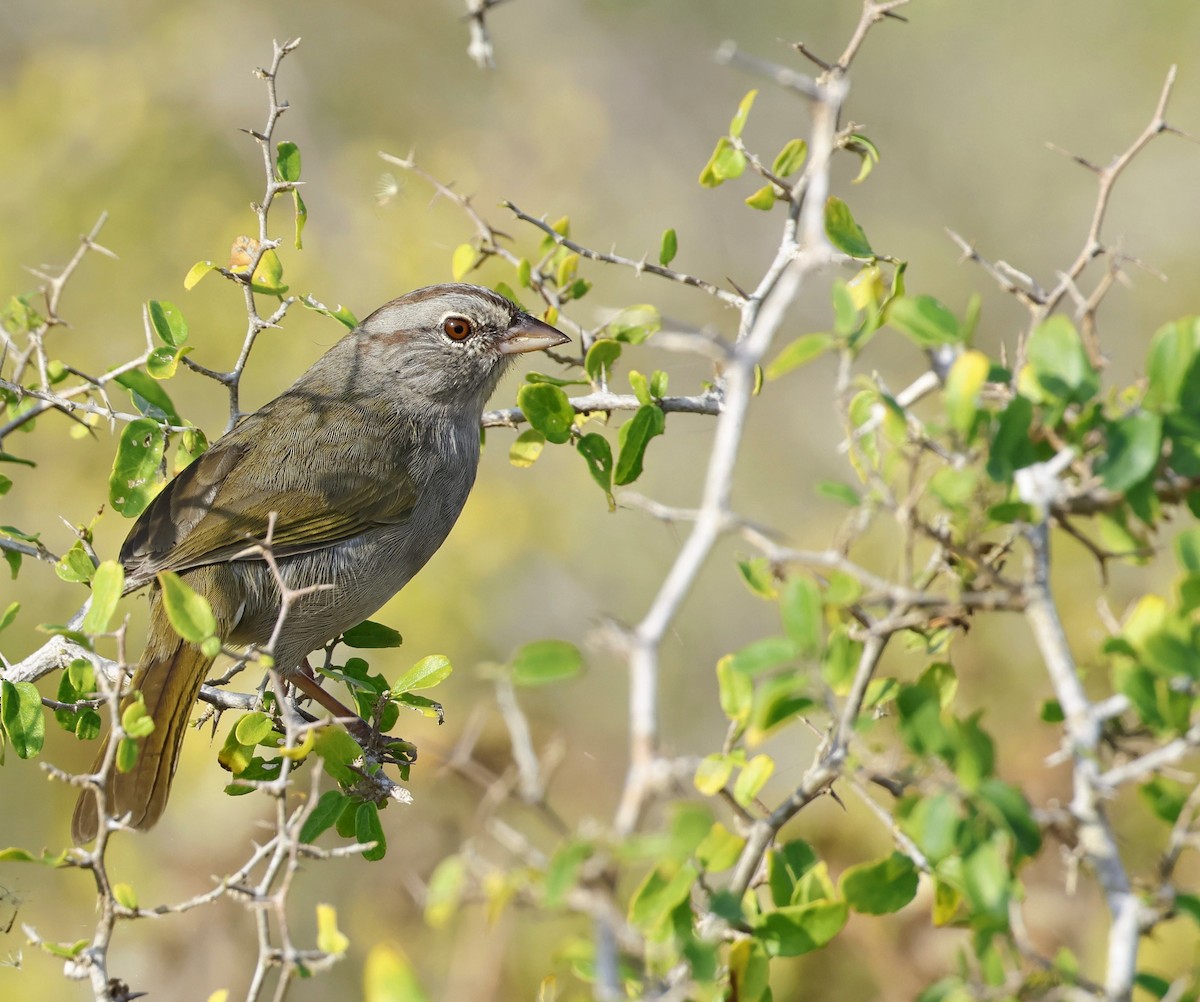 Olive Sparrow - ML645669818