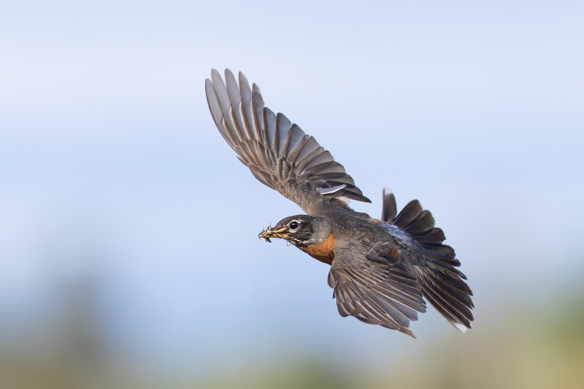 American Robin - ML645669820
