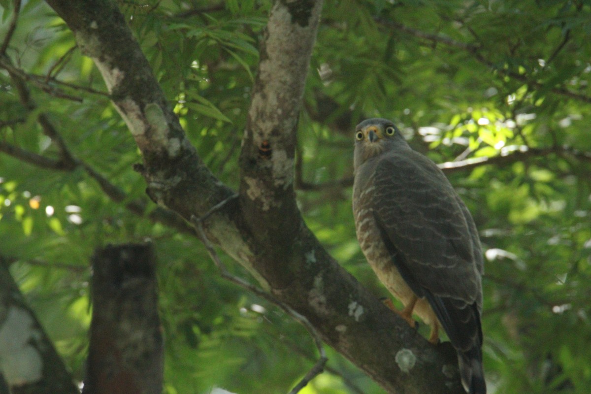 Roadside Hawk (Northern) - ML645669821