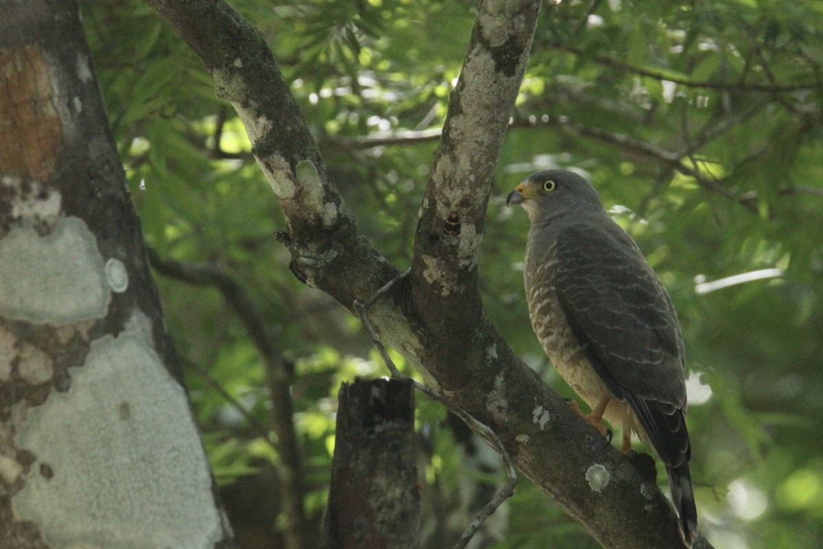 Roadside Hawk (Northern) - ML645669822