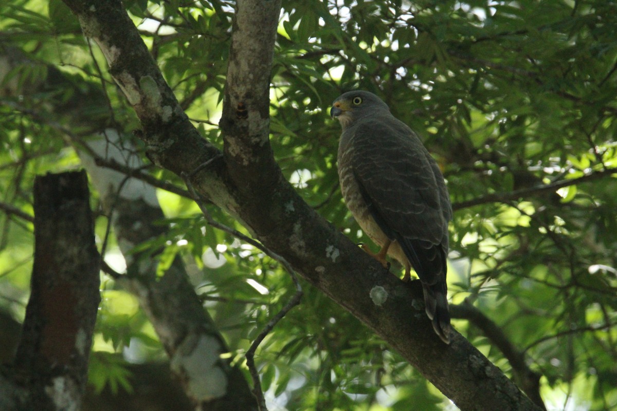 Roadside Hawk (Northern) - ML645669823