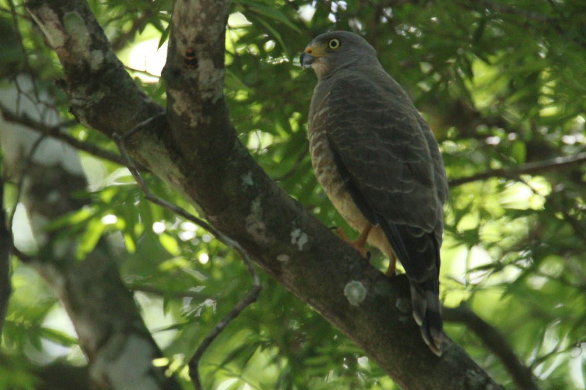 Roadside Hawk (Northern) - ML645669824