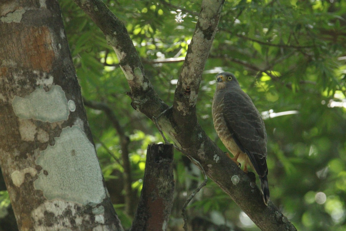 Roadside Hawk (Northern) - ML645669825