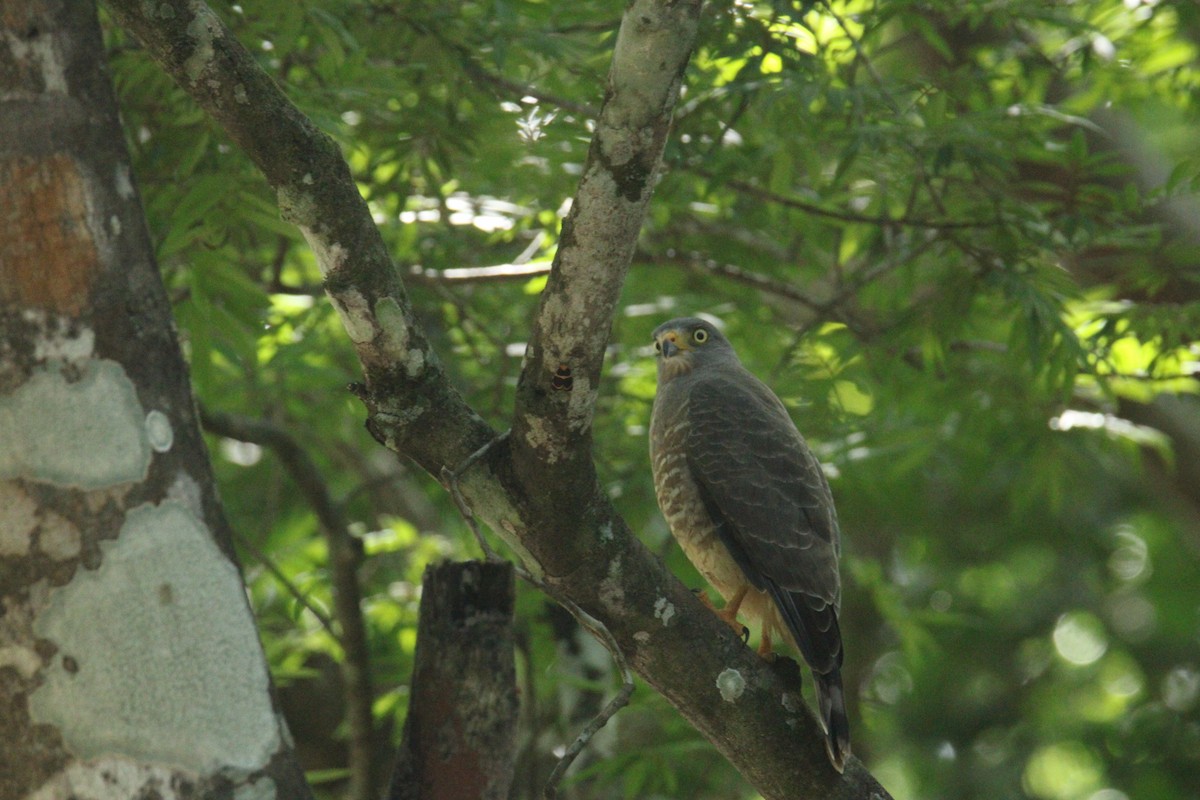 Roadside Hawk (Northern) - ML645669826