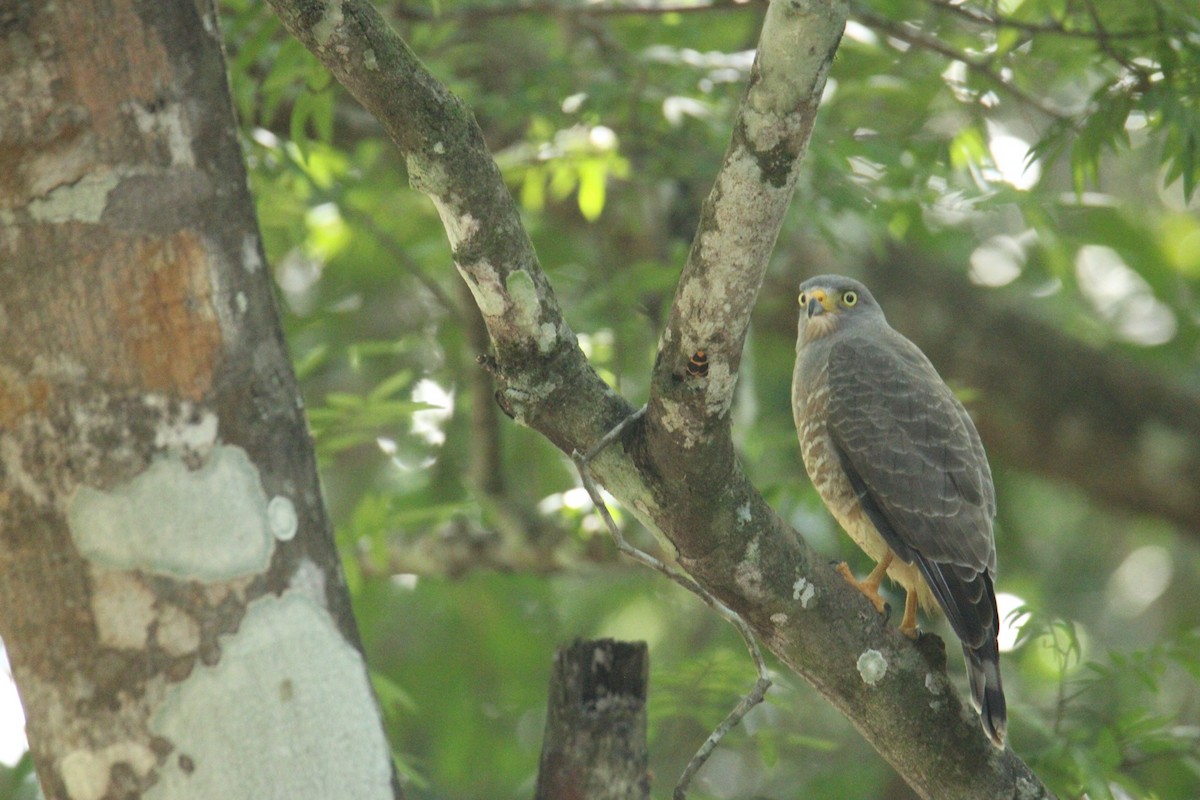 Roadside Hawk (Northern) - ML645669827