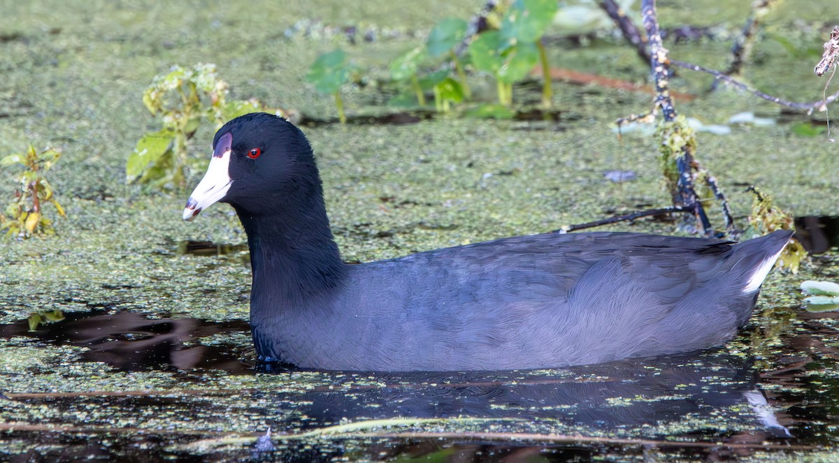 American Coot - ML645669839