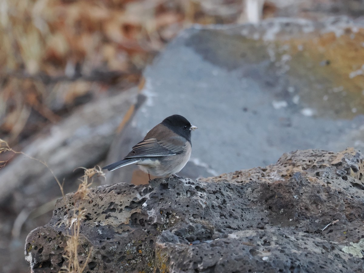 Dark-eyed Junco (Oregon) - ML645669842