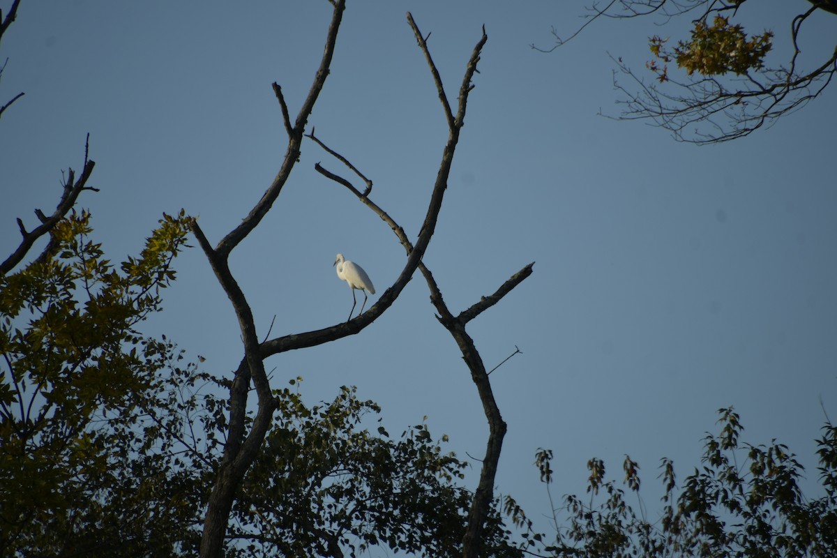 Great Egret - ML645669843