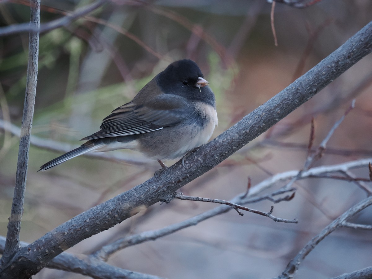 Dark-eyed Junco (Oregon) - ML645669845