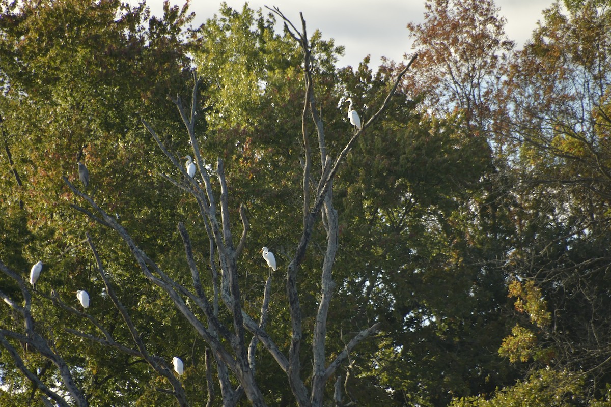 Great Egret - ML645669846