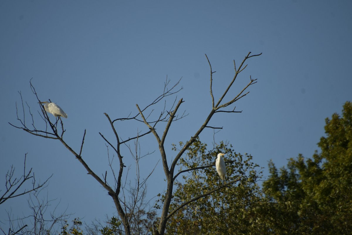 Great Egret - ML645669847