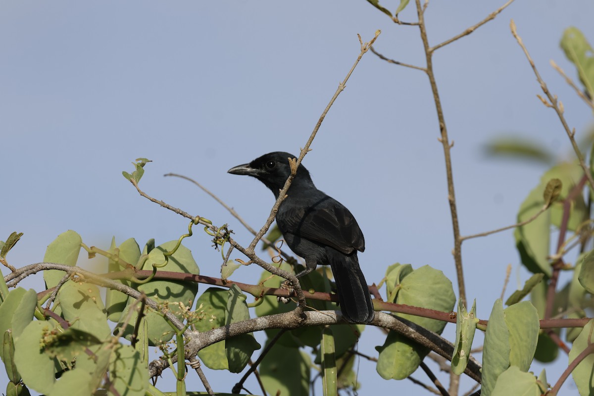 Slate-colored Boubou - ML645669848