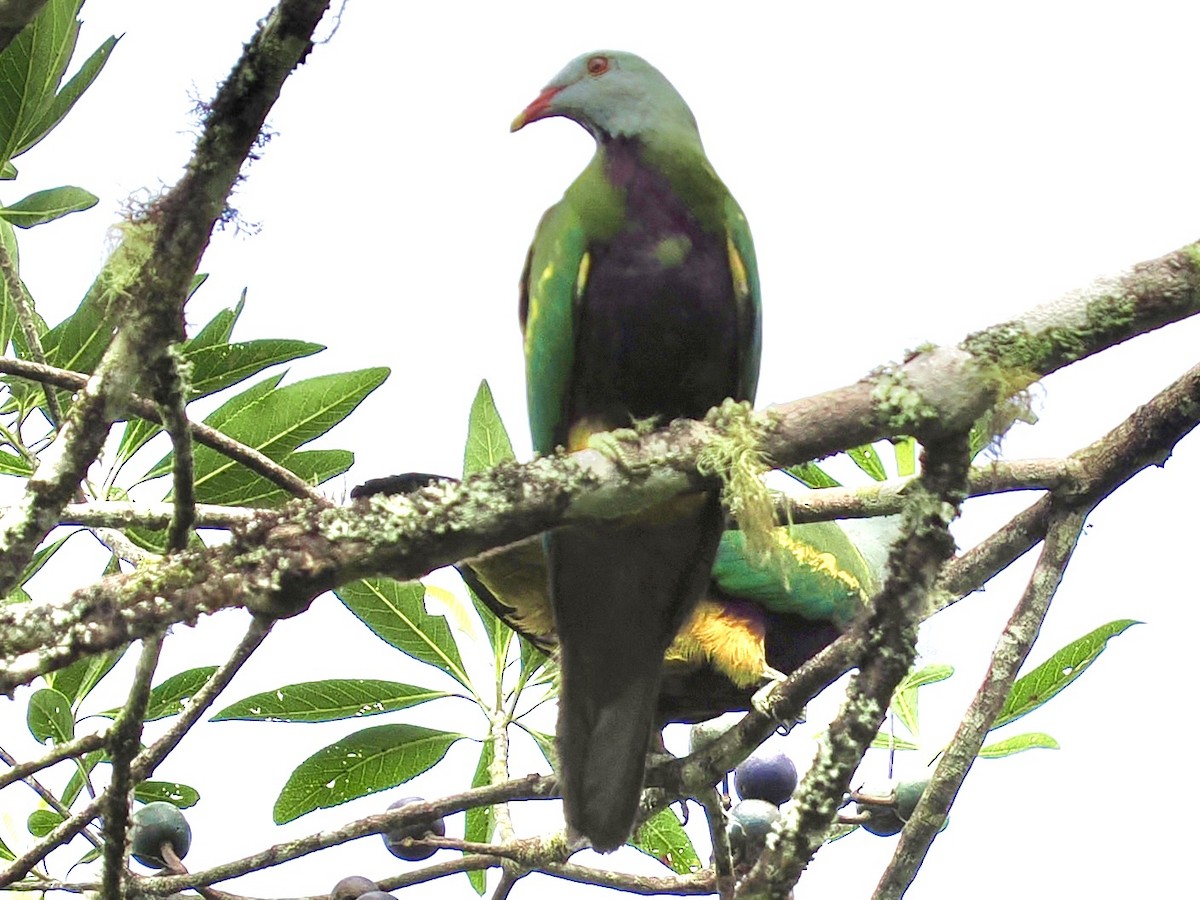 Wompoo Fruit-Dove - ML645669849